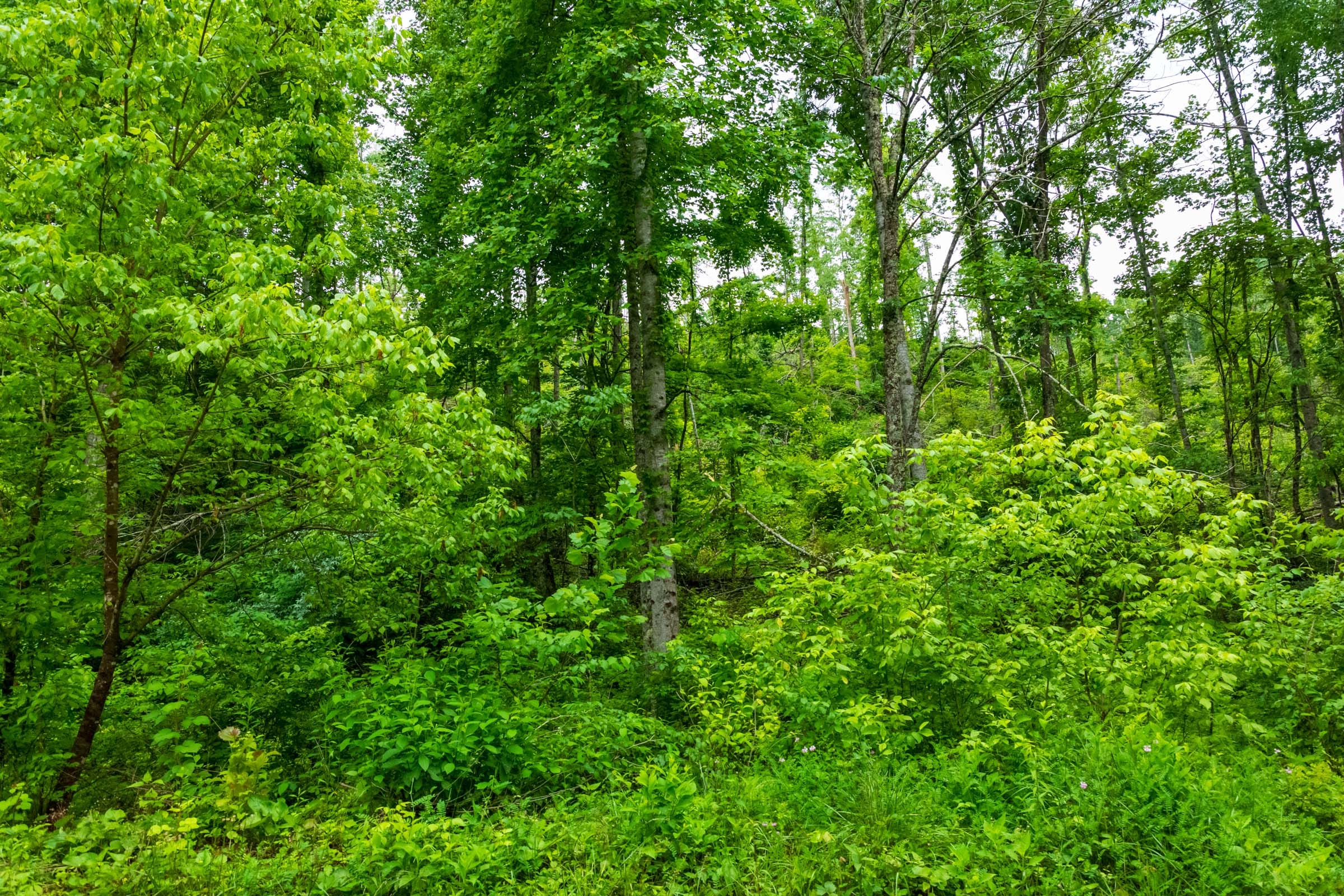Bluffview Tract 5 photo 22