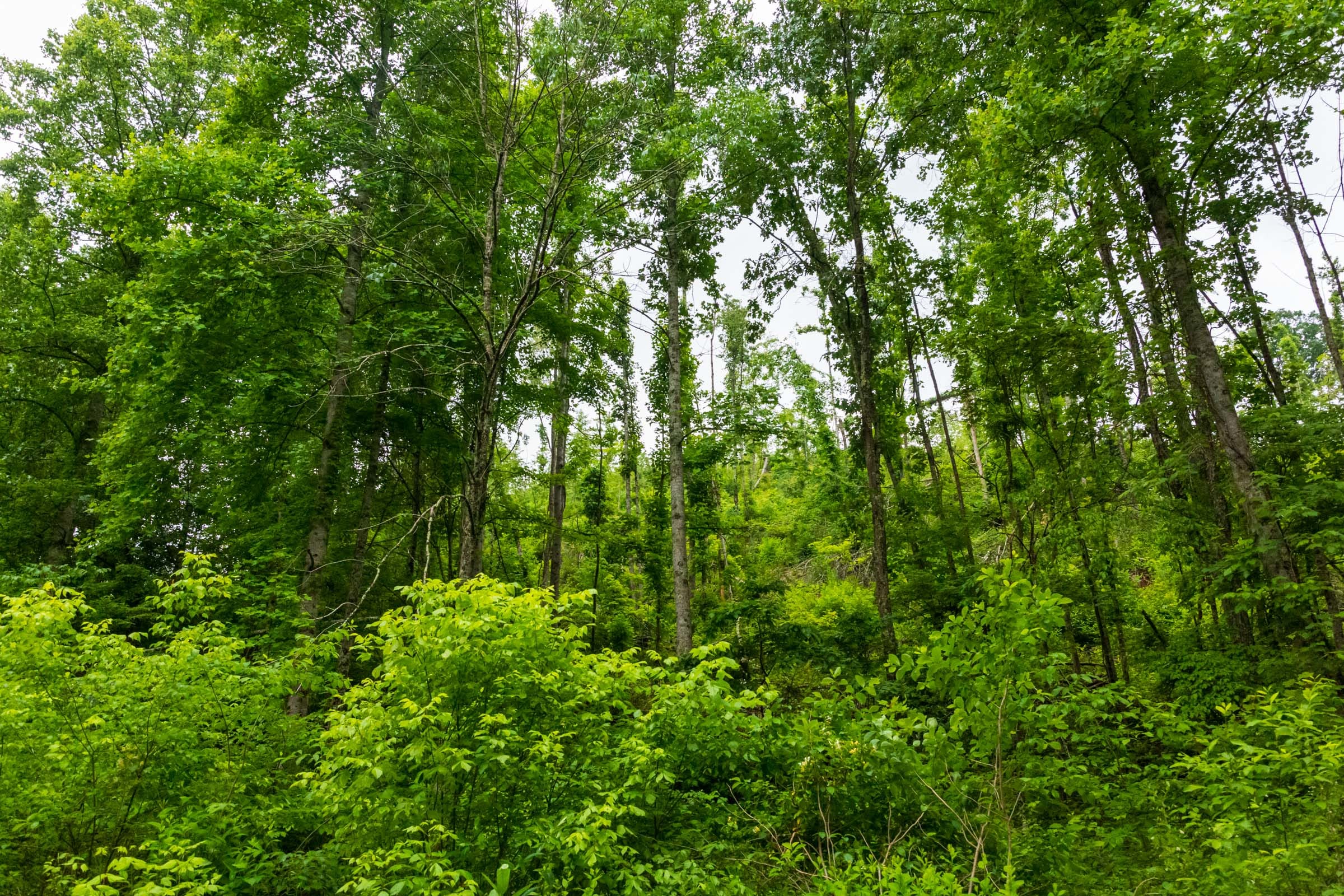 Bluffview Tract 5 photo 23
