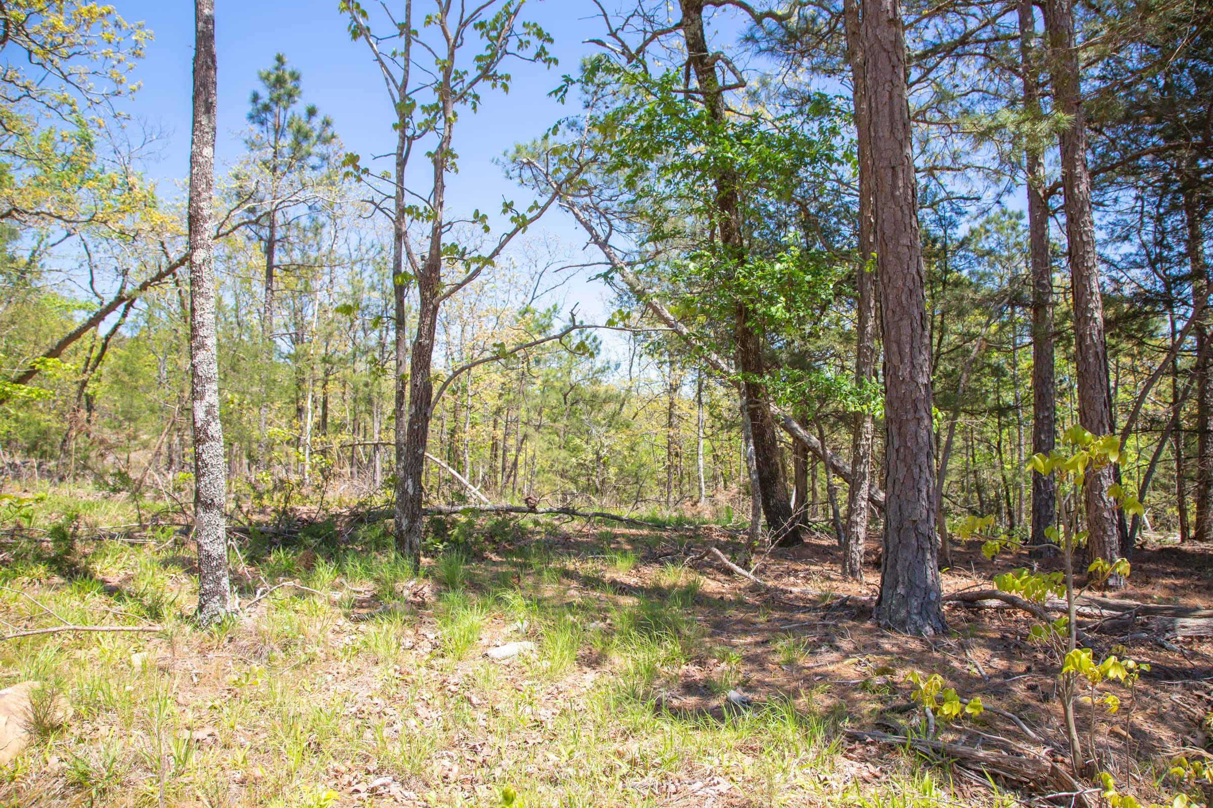 Eagle’s Nest Tract 11 photo 3
