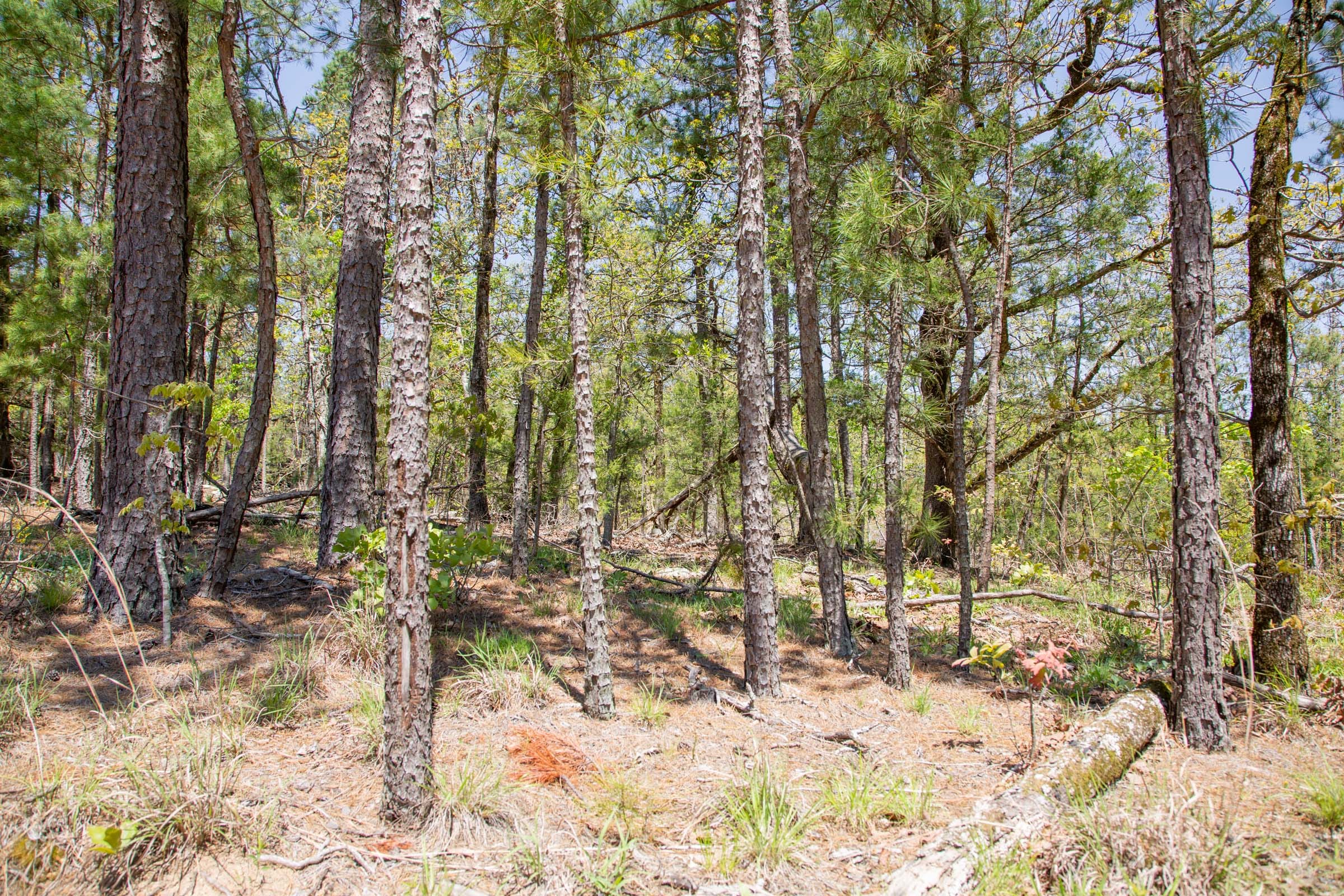 Eagle’s Nest Tract 11 photo 5
