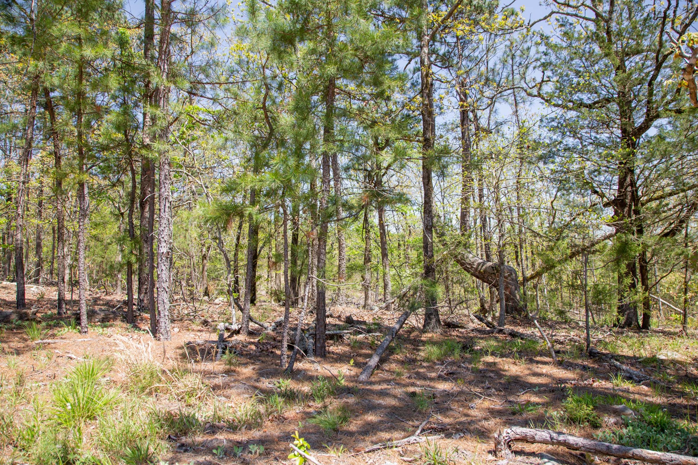 Eagle’s Nest Tract 11 photo 6
