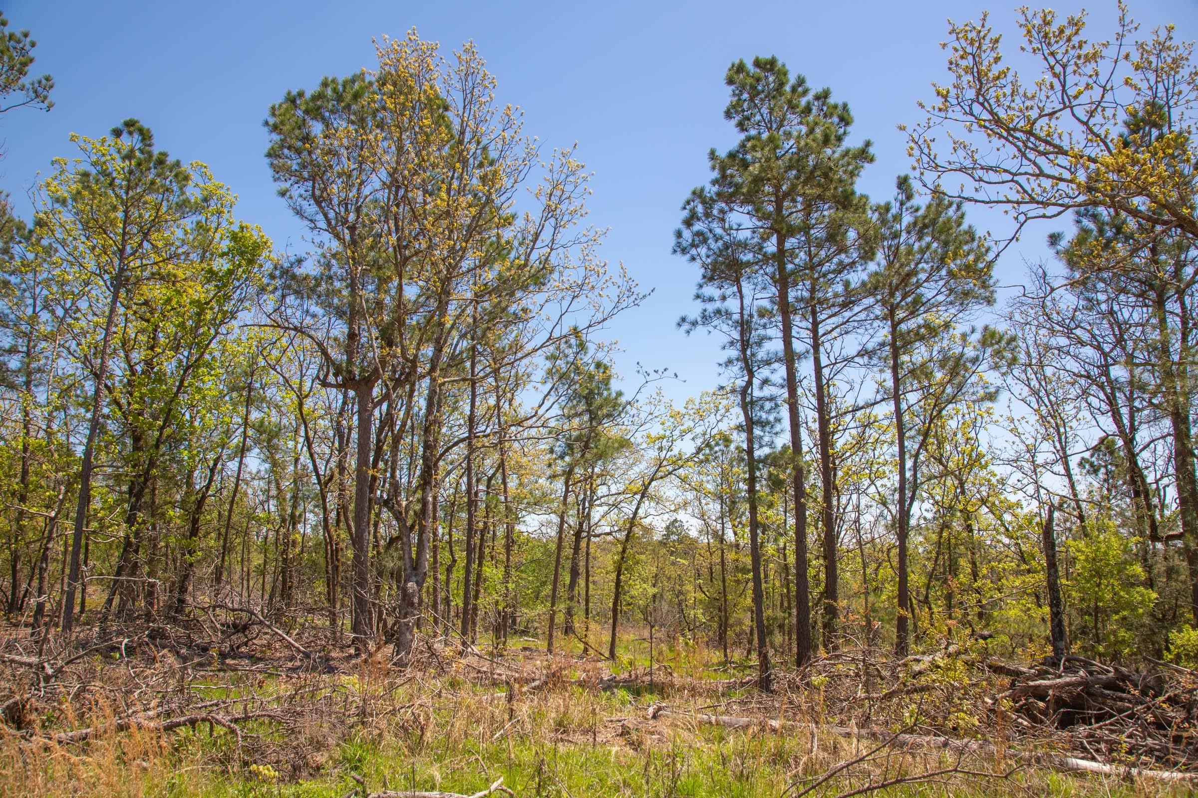 Eagle’s Nest Tract 11 photo 11