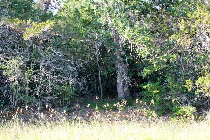 Tahitian Village Tract 660 photo 24