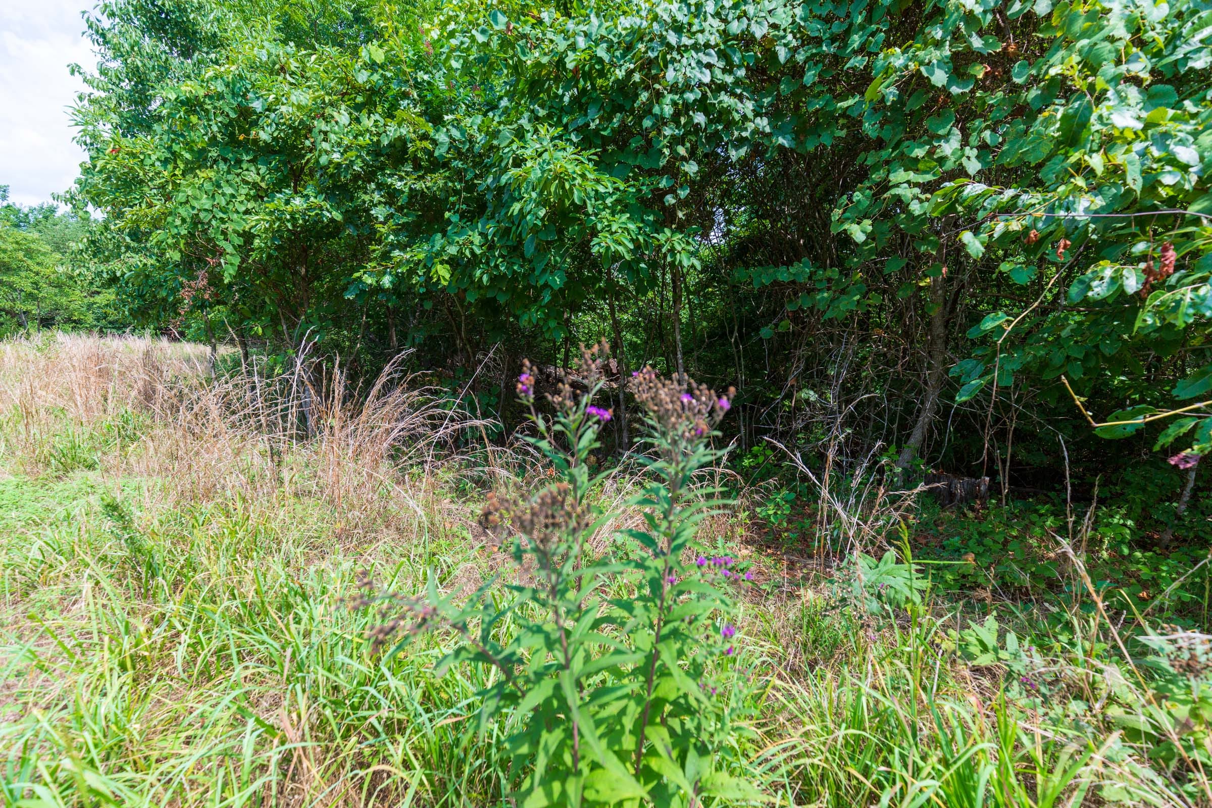 Cypress Ridge Tract 24 photo 3