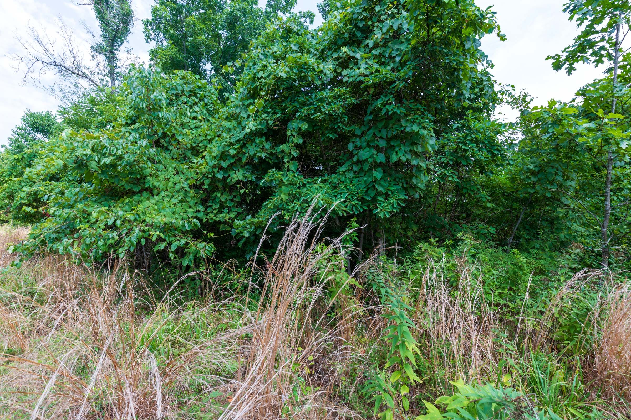 Cypress Ridge Tract 24 photo 4