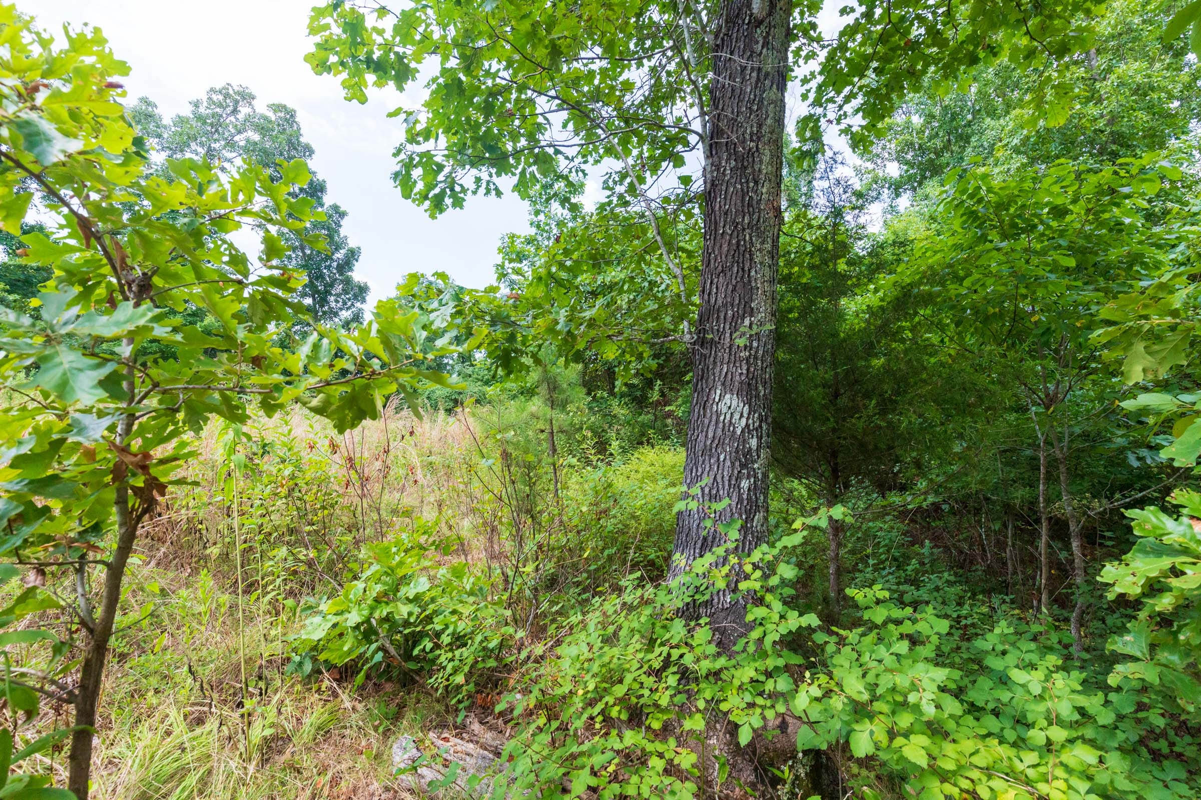 Cypress Ridge Tract 24 photo 5