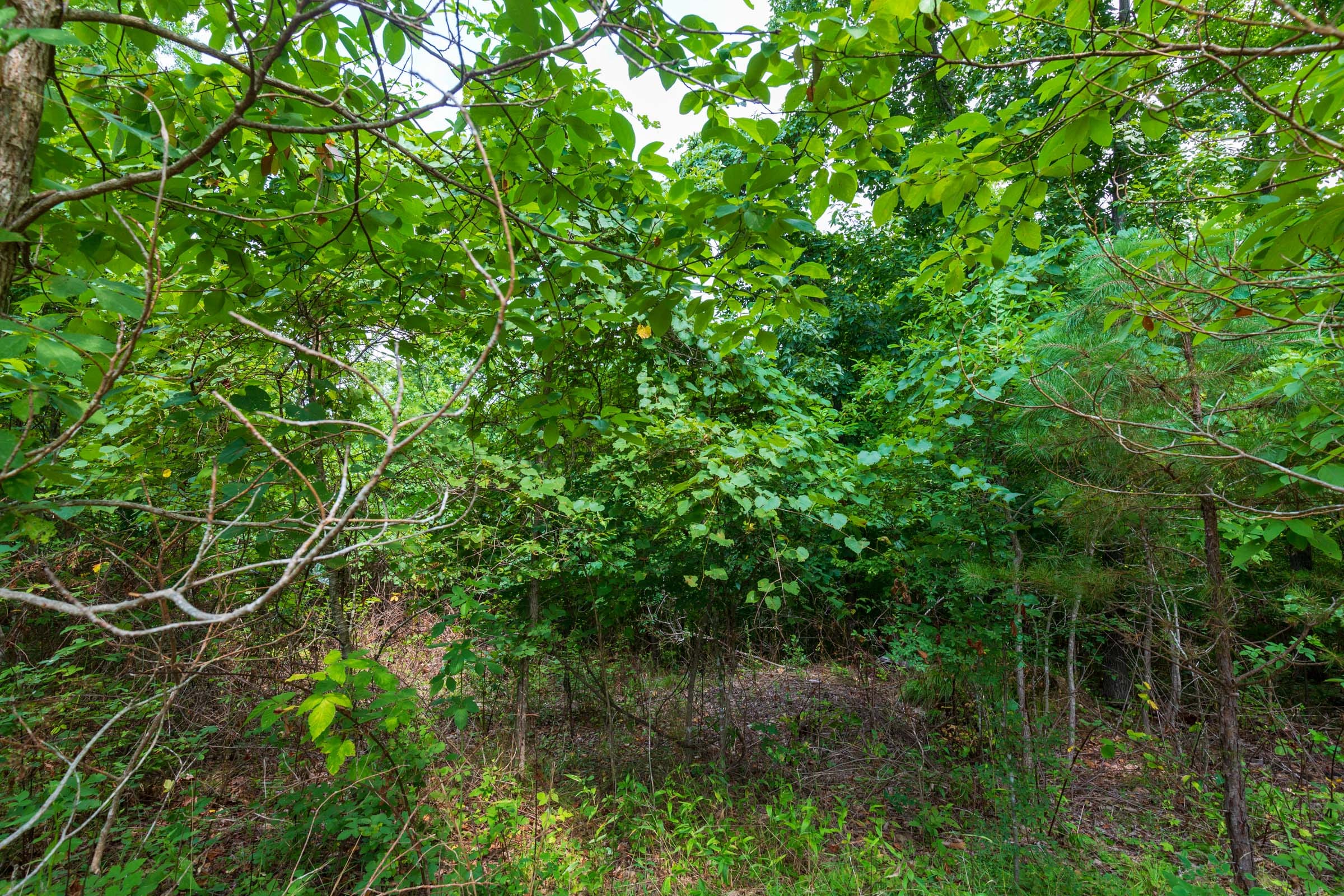 Cypress Ridge Tract 24 photo 6