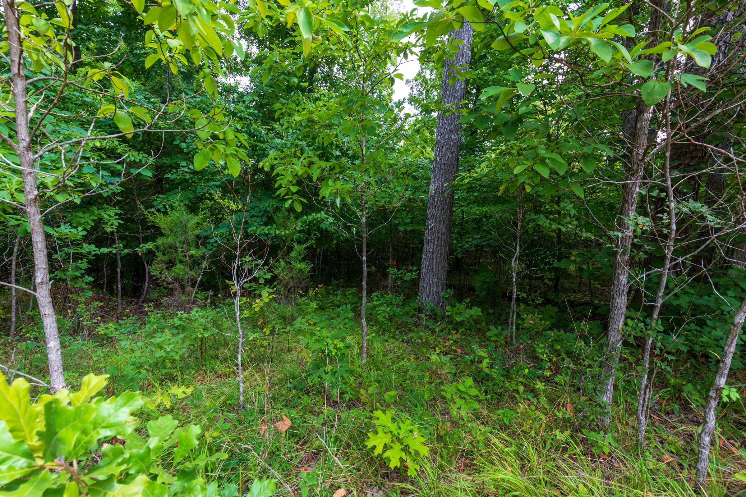 Cypress Ridge Tract 24 photo 7