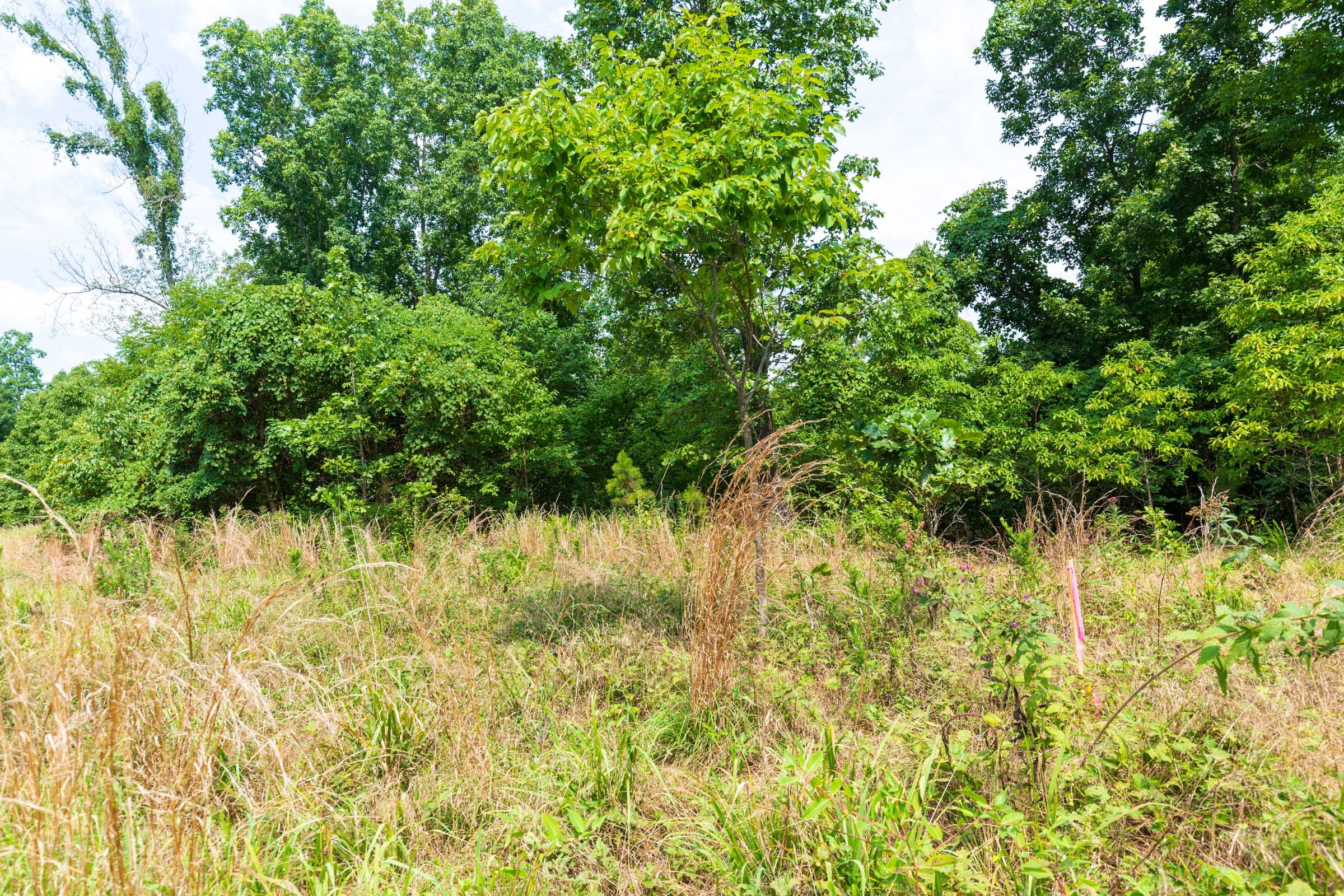 Cypress Ridge Tract 24 photo 8