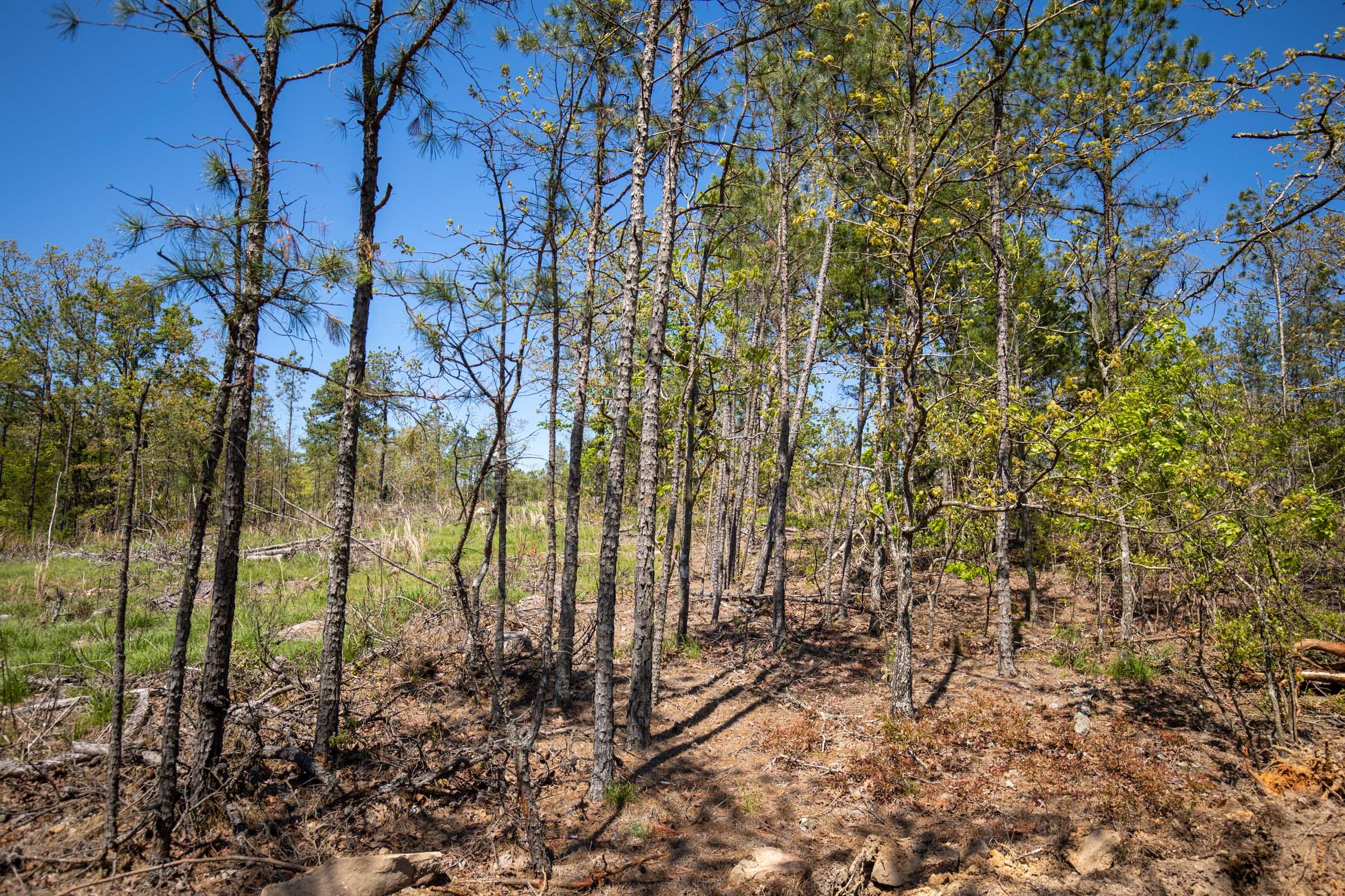 Eagle’s Nest Tract 22 photo 4