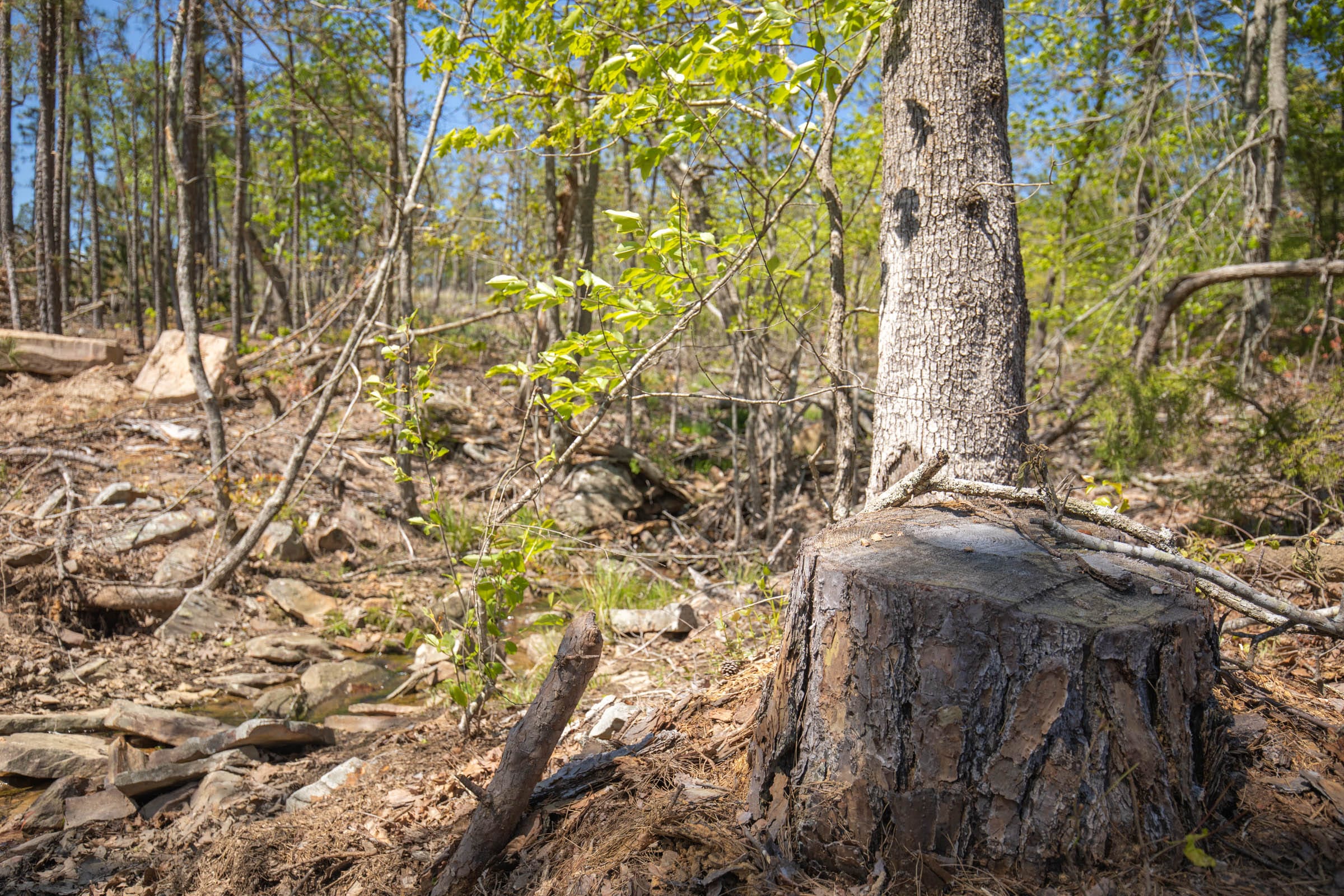 Eagle’s Nest Tract 22 photo 7