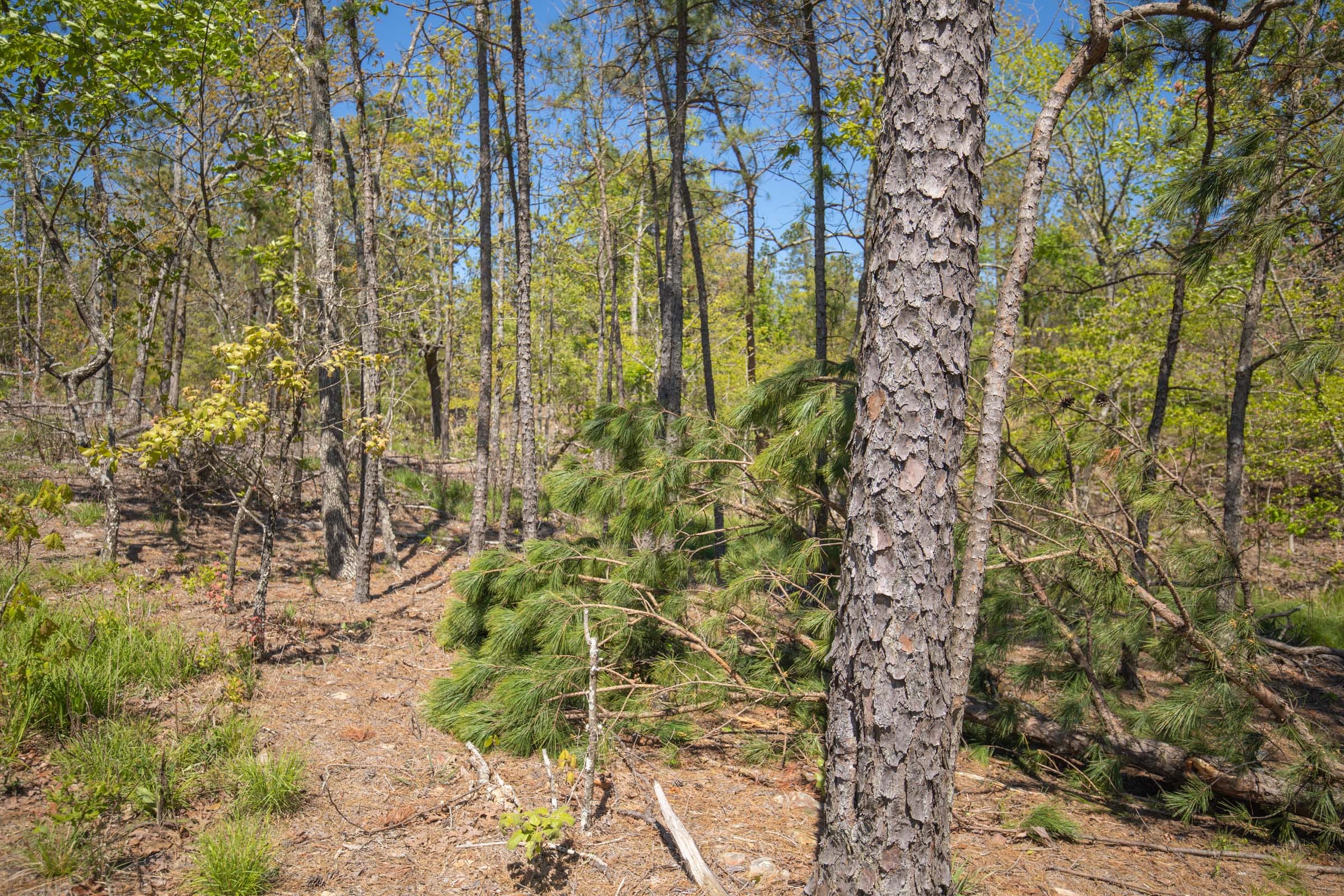 Eagle’s Nest Tract 22 photo 11