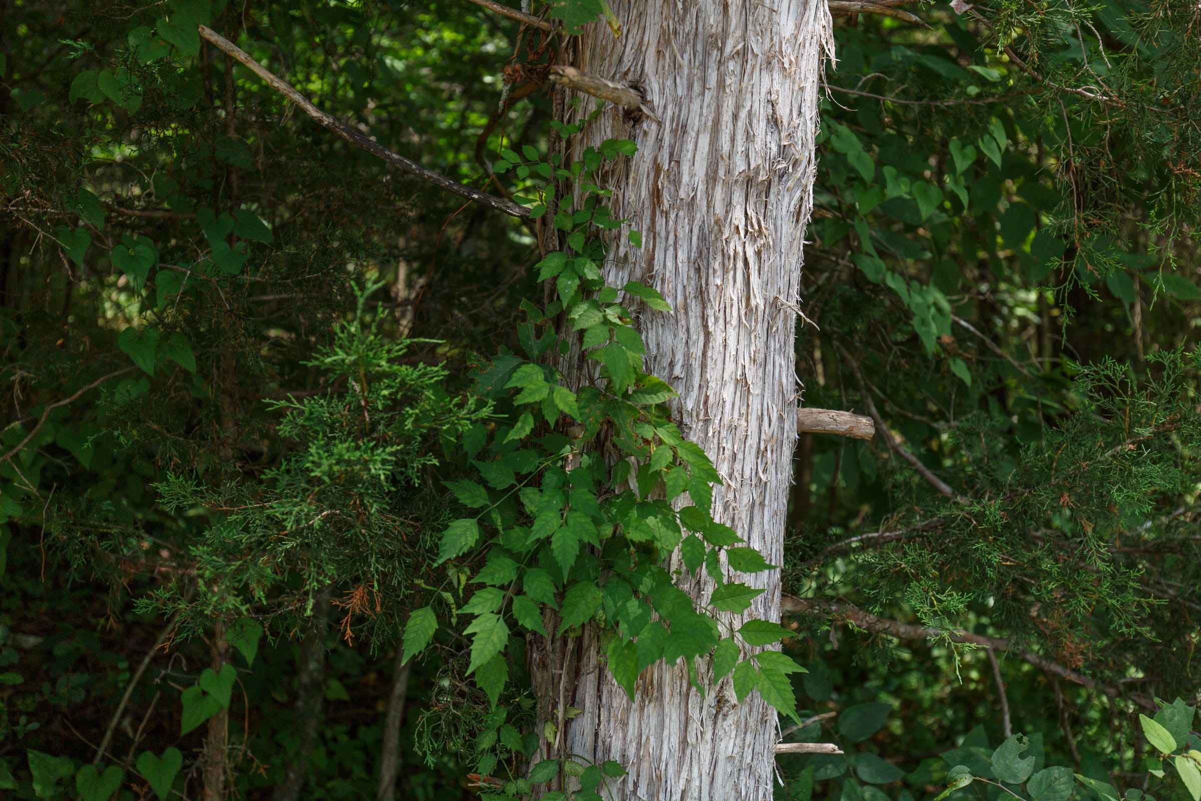 Rolling Hills Tract 5 photo 3