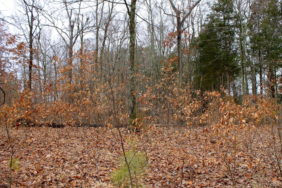 The Tennessean Tract 40 photo 7