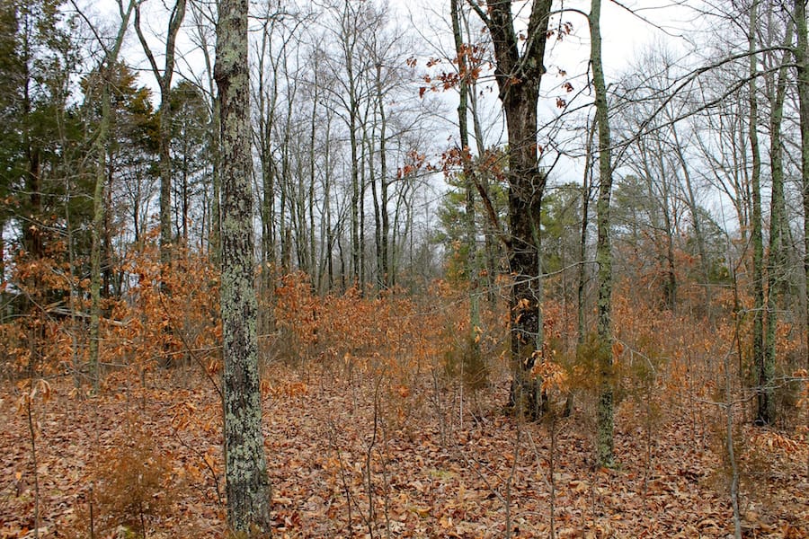 The Tennessean Tract 40 photo 8