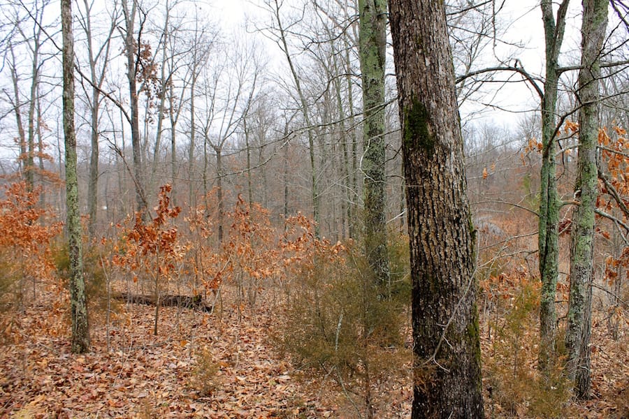 The Tennessean Tract 40 photo 9