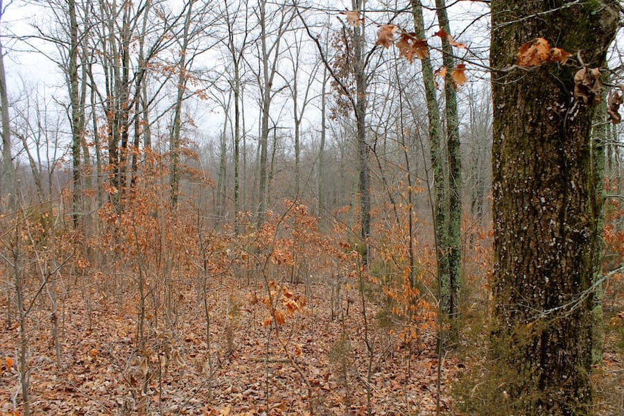 The Tennessean Tract 40 photo 10