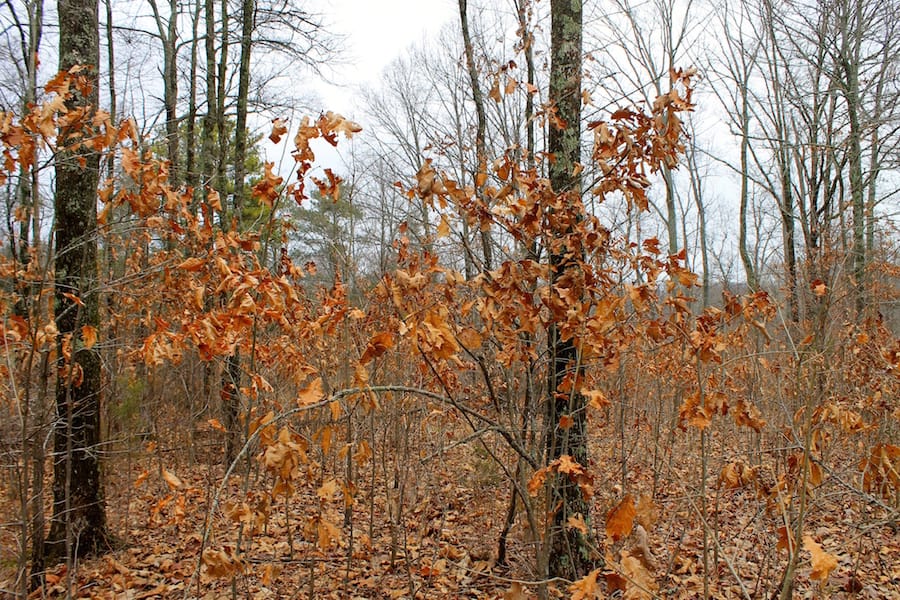 The Tennessean Tract 40 photo 11
