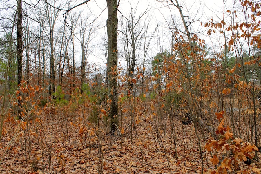 The Tennessean Tract 40 photo 12