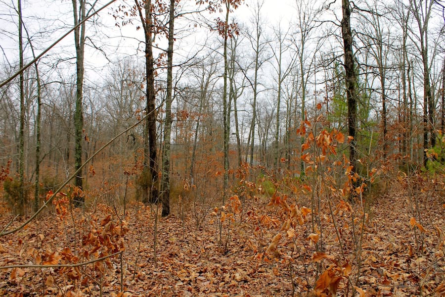 The Tennessean Tract 40 photo 13
