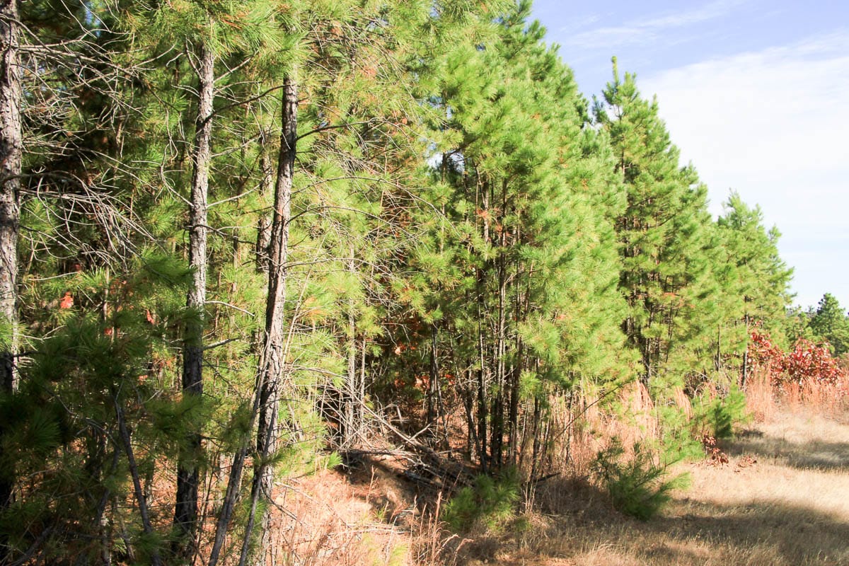 Stone Creek Phase III Tract 26 photo 4