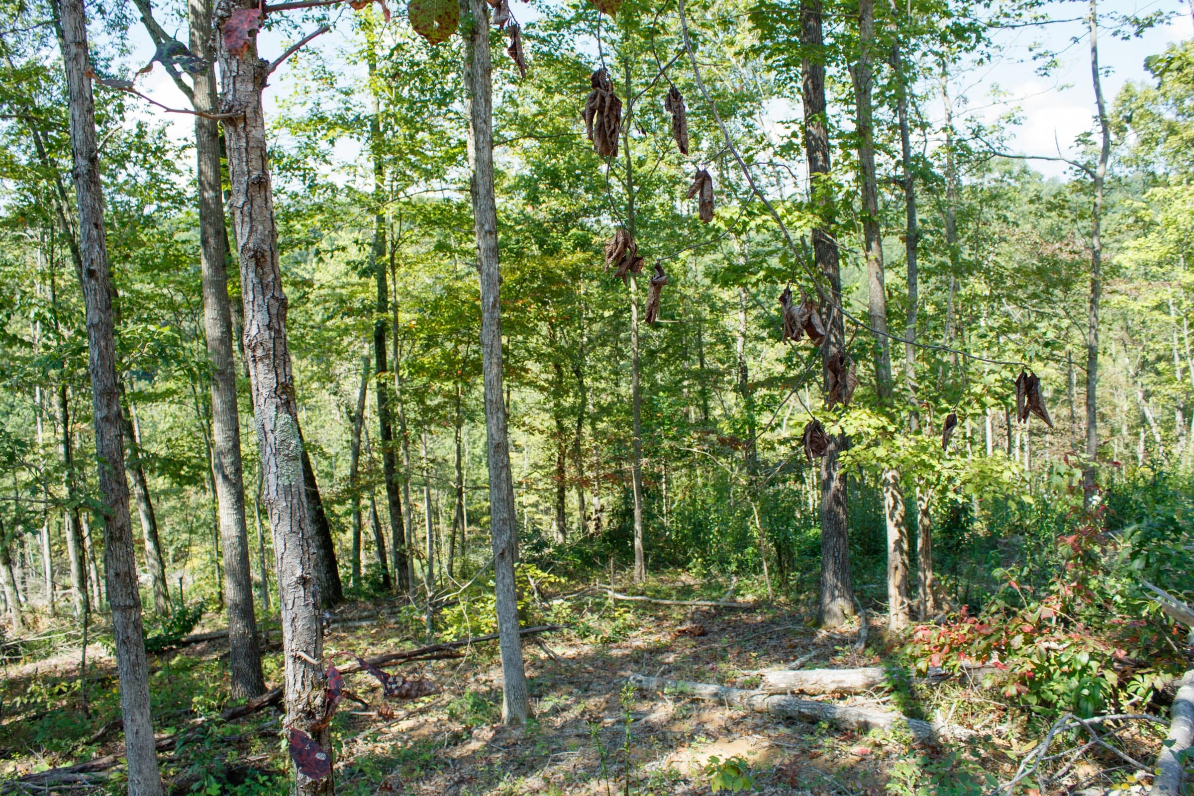 Wounded Oak Tract 3 photo 2