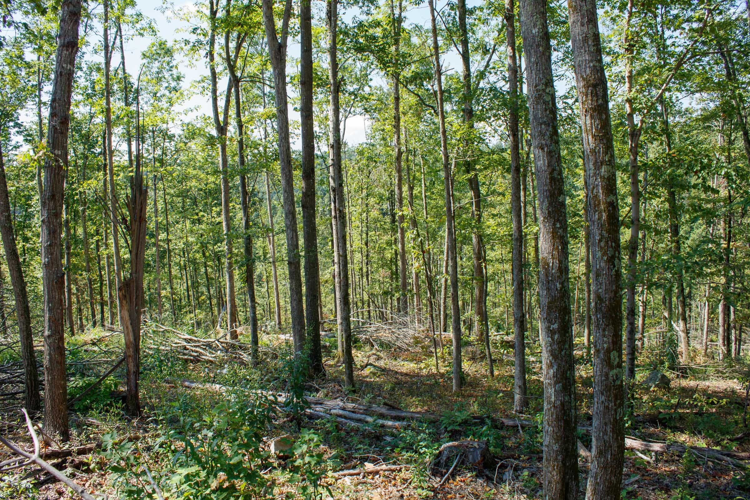 Wounded Oak Tract 3 photo 3