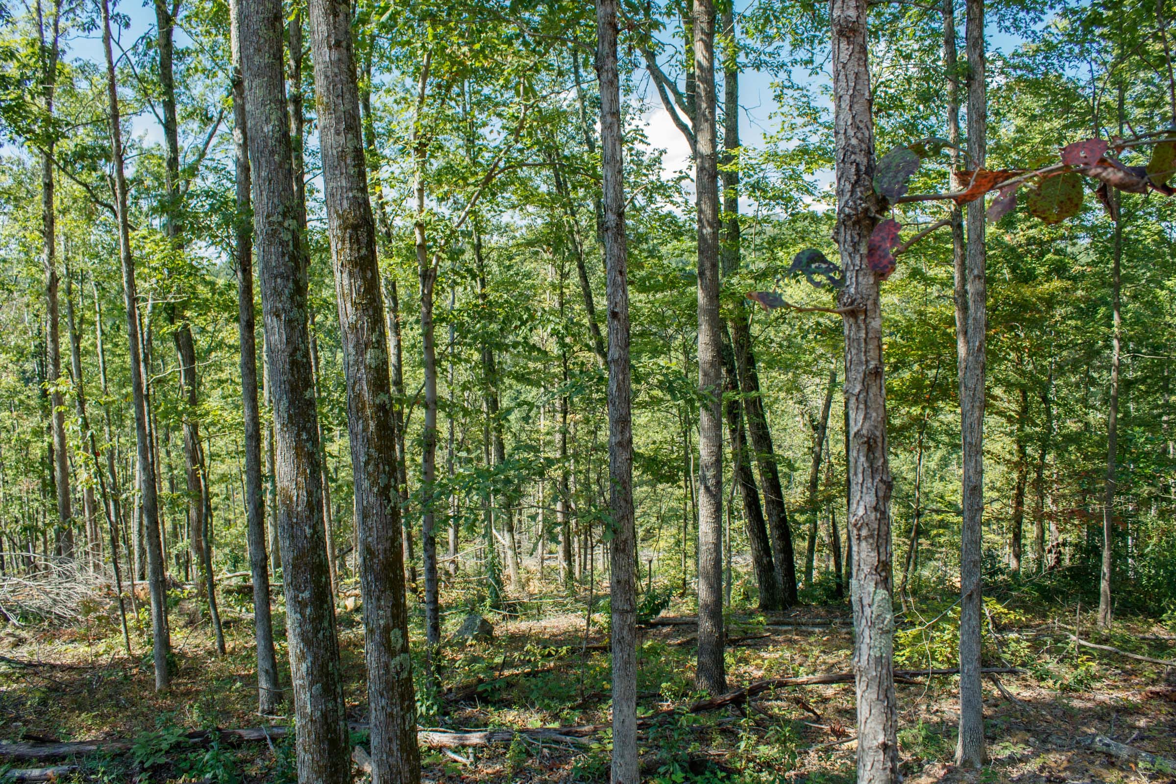 Wounded Oak Tract 3 photo 4
