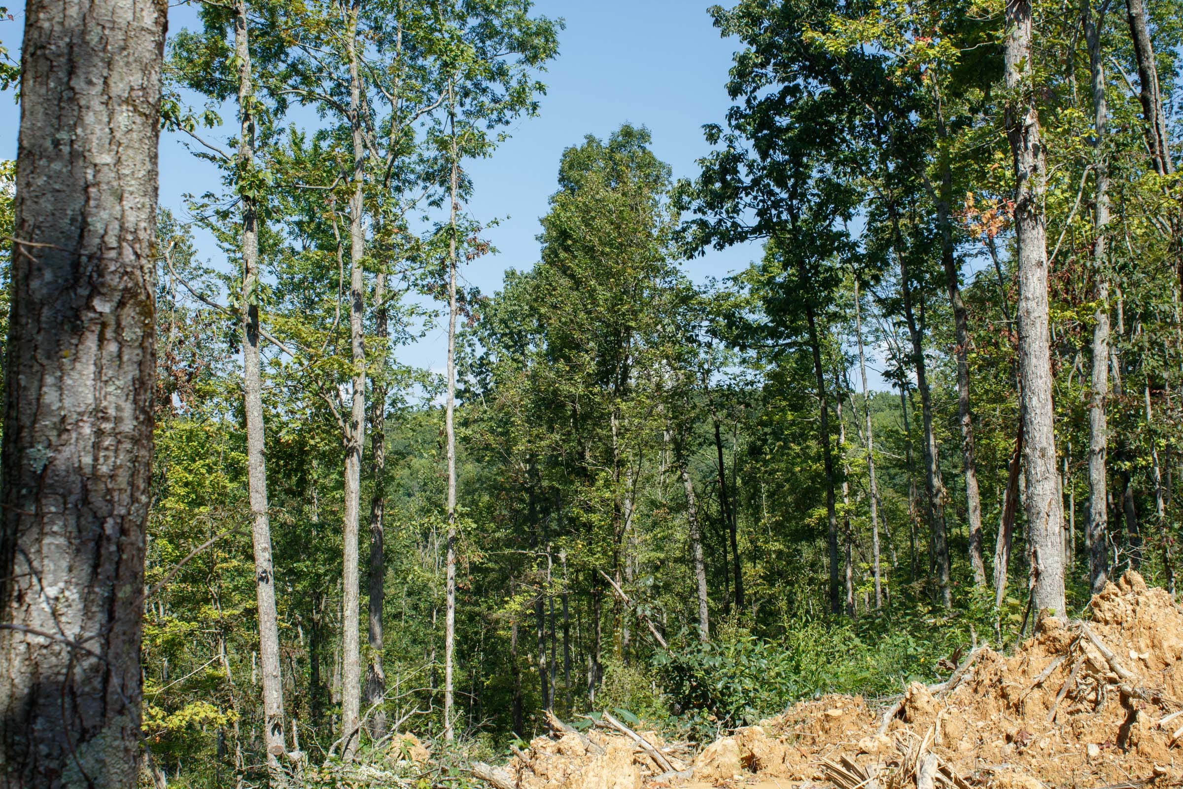 Wounded Oak Tract 3 photo 5