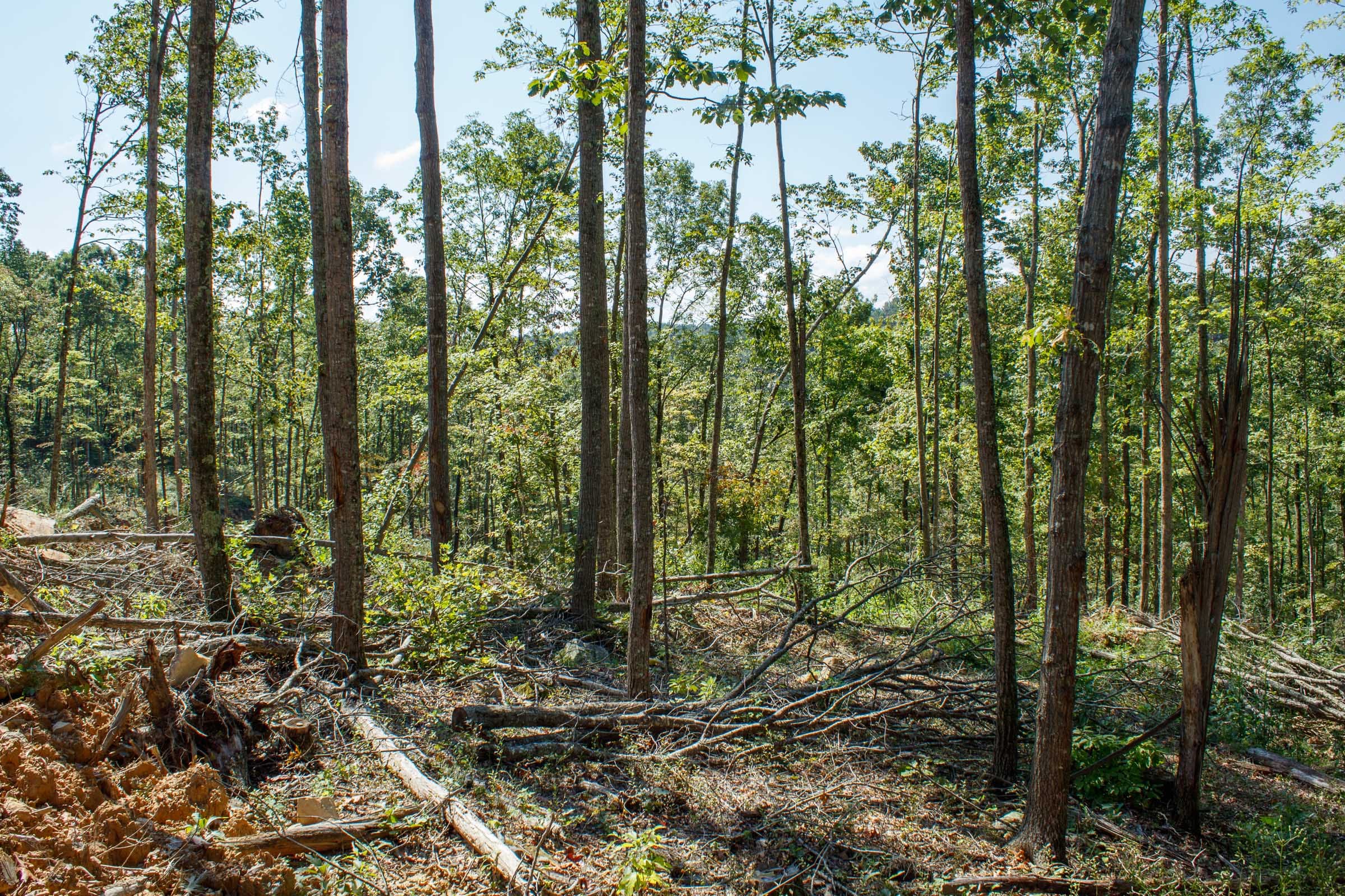 Wounded Oak Tract 3 photo 6