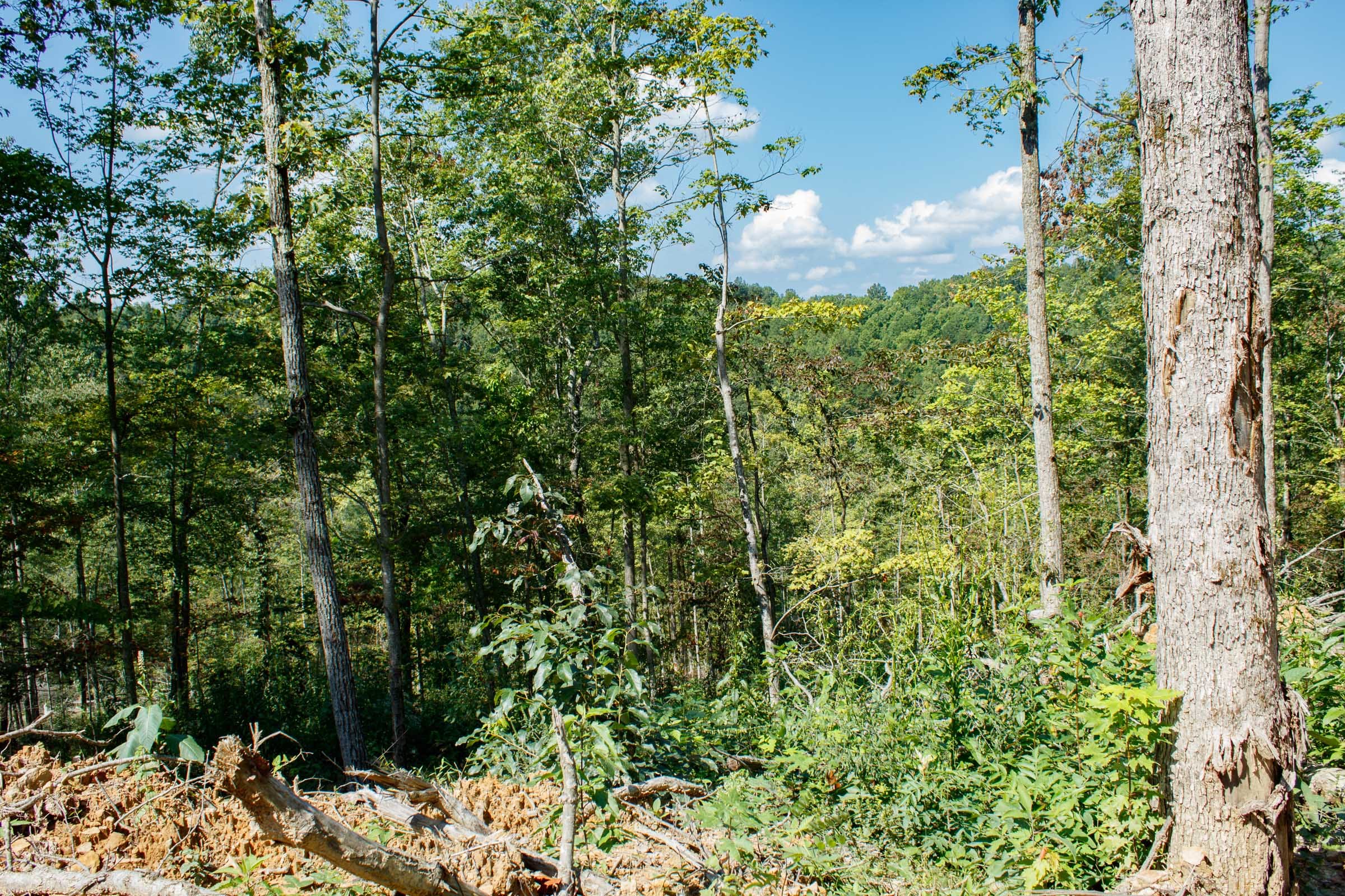 Wounded Oak Tract 3 photo 7