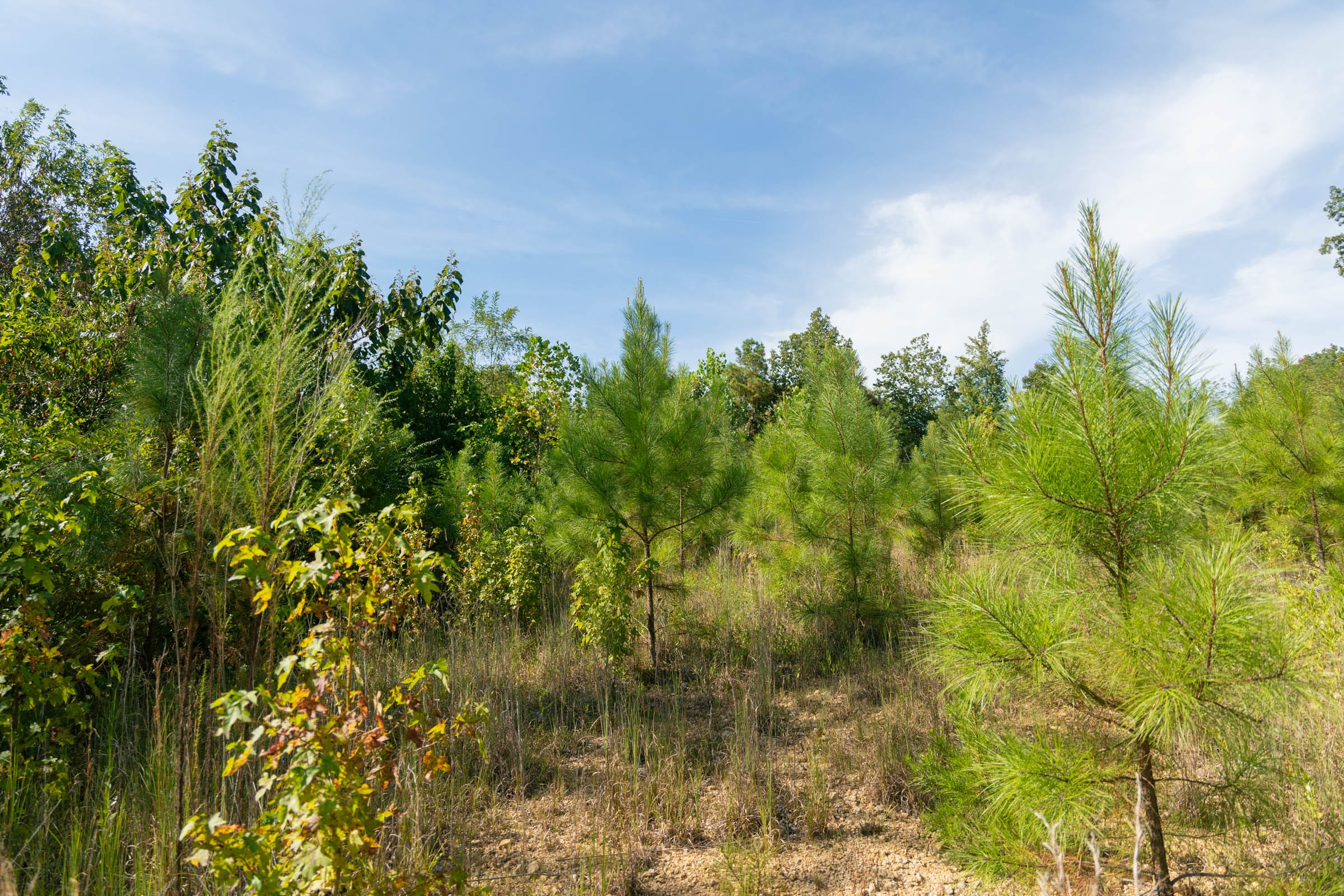 Big White Oak Tract 43 photo 9
