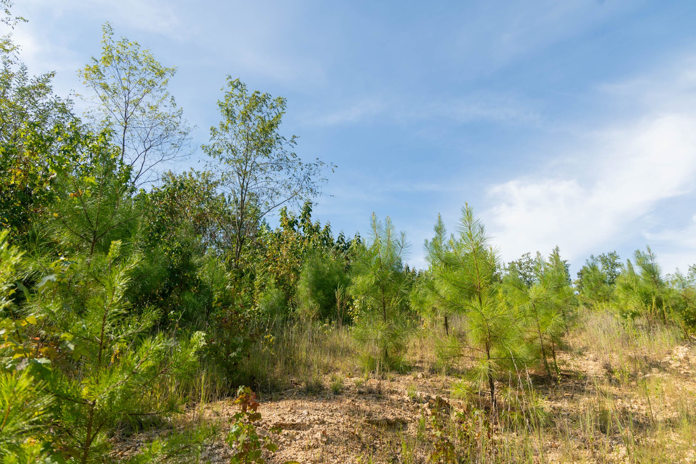Big White Oak Tract 43 photo 10