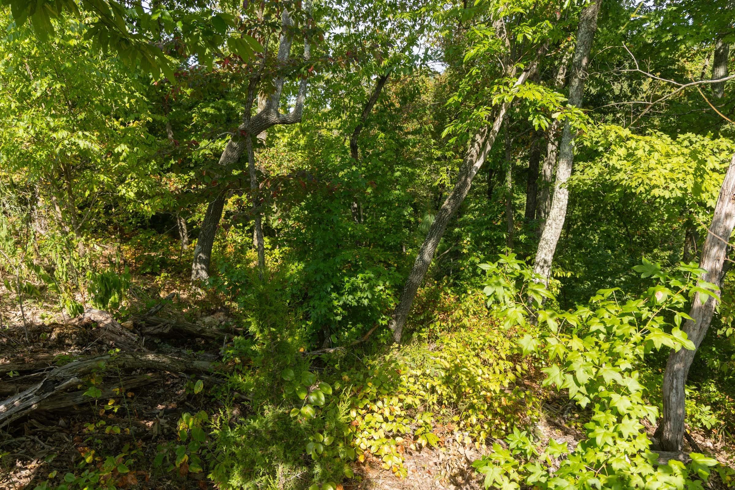 Big White Oak Tract 43 photo 4