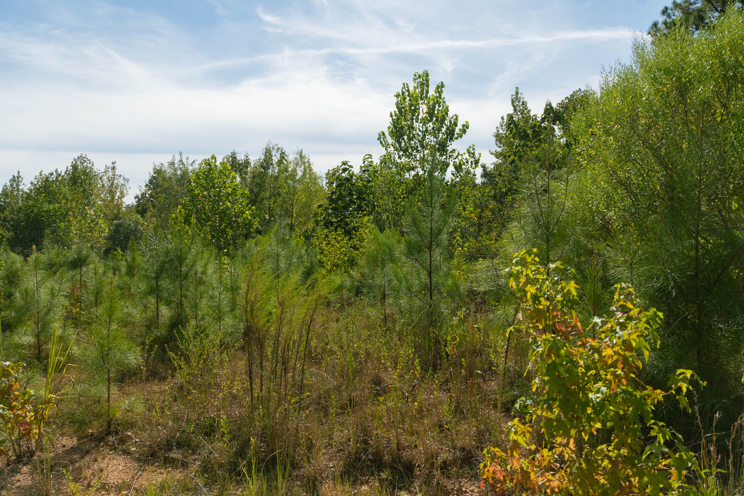Big White Oak Tract 43 photo 5