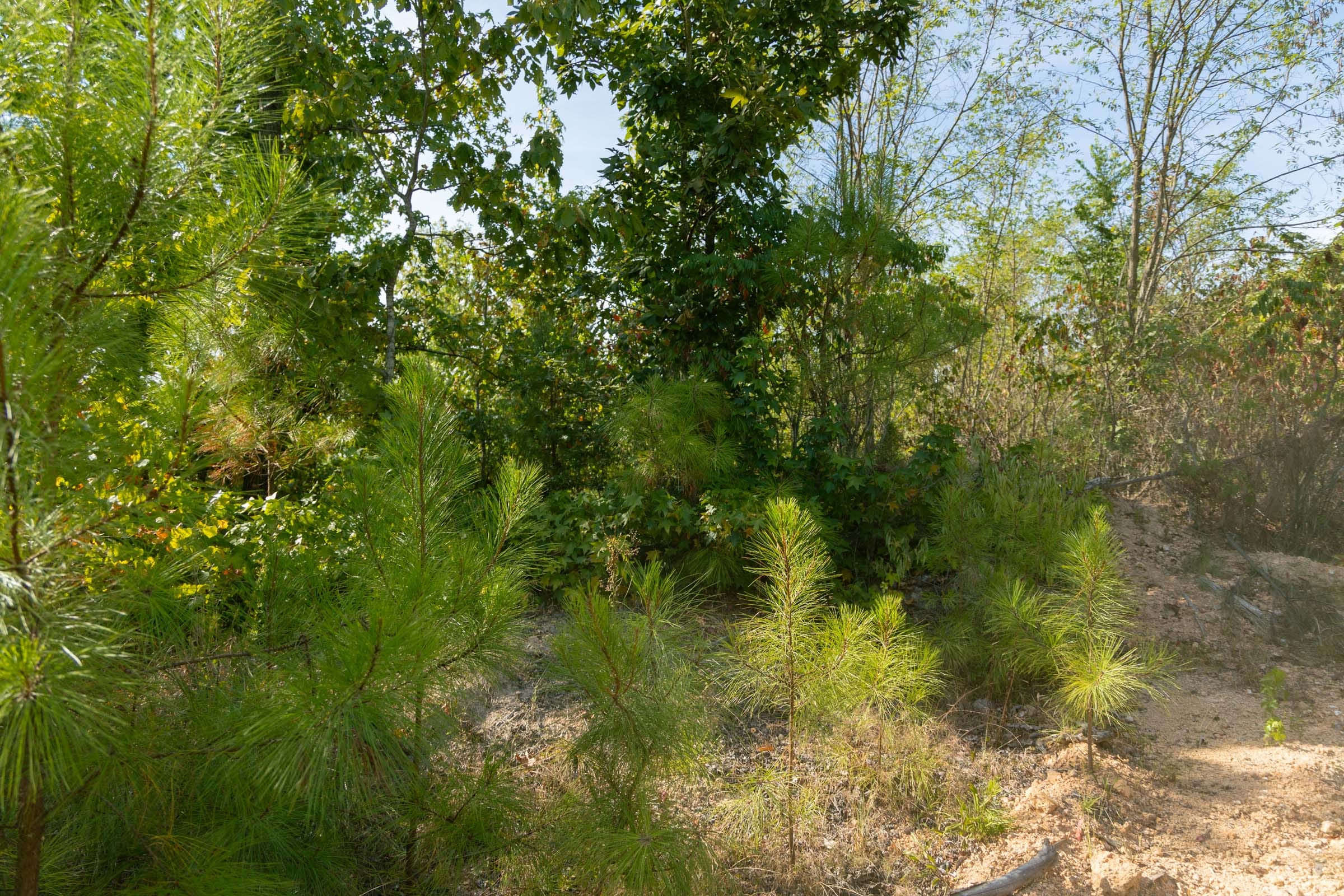 Big White Oak Tract 43 photo 8