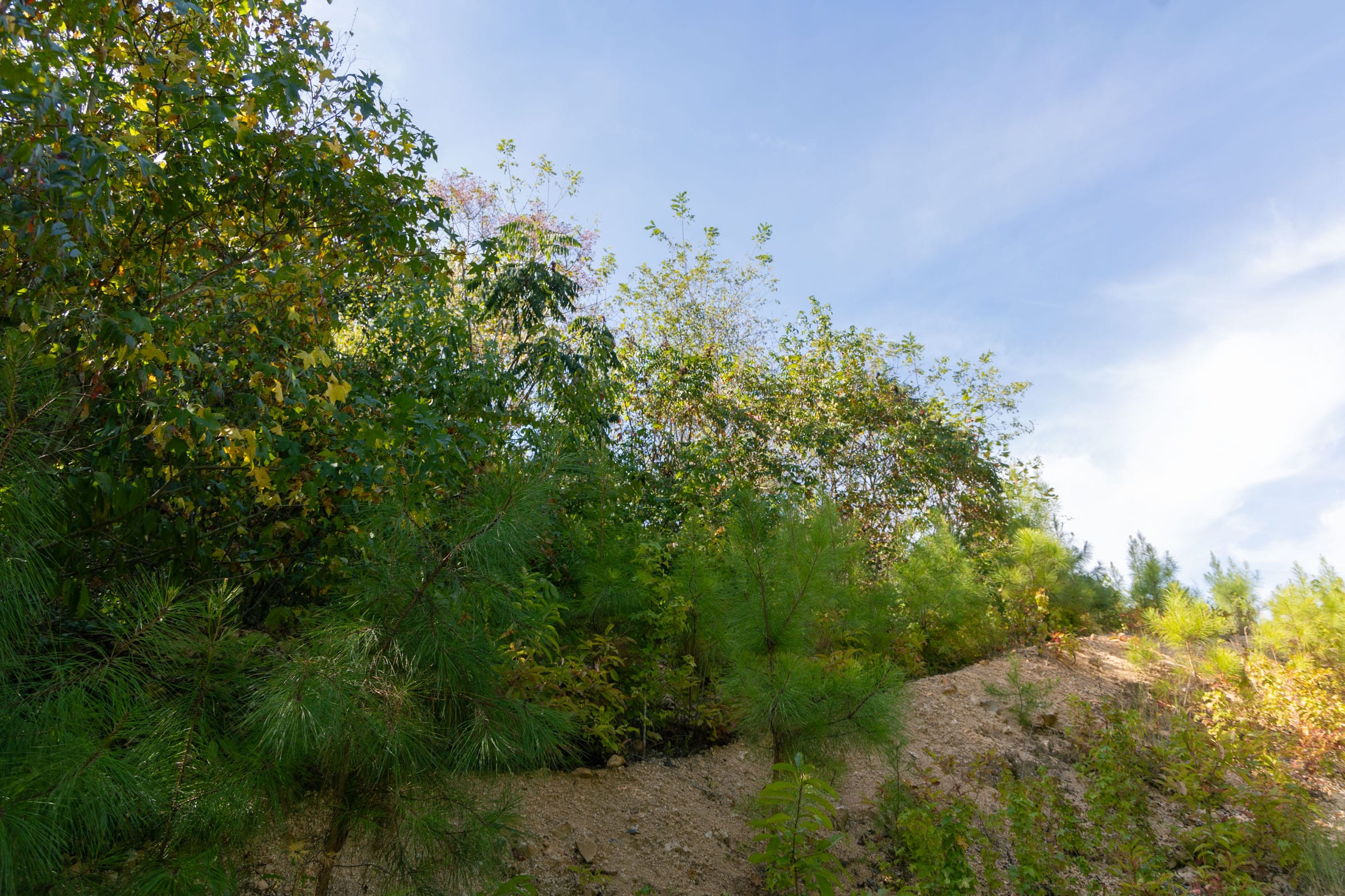 Big White Oak Tract 43 photo 7