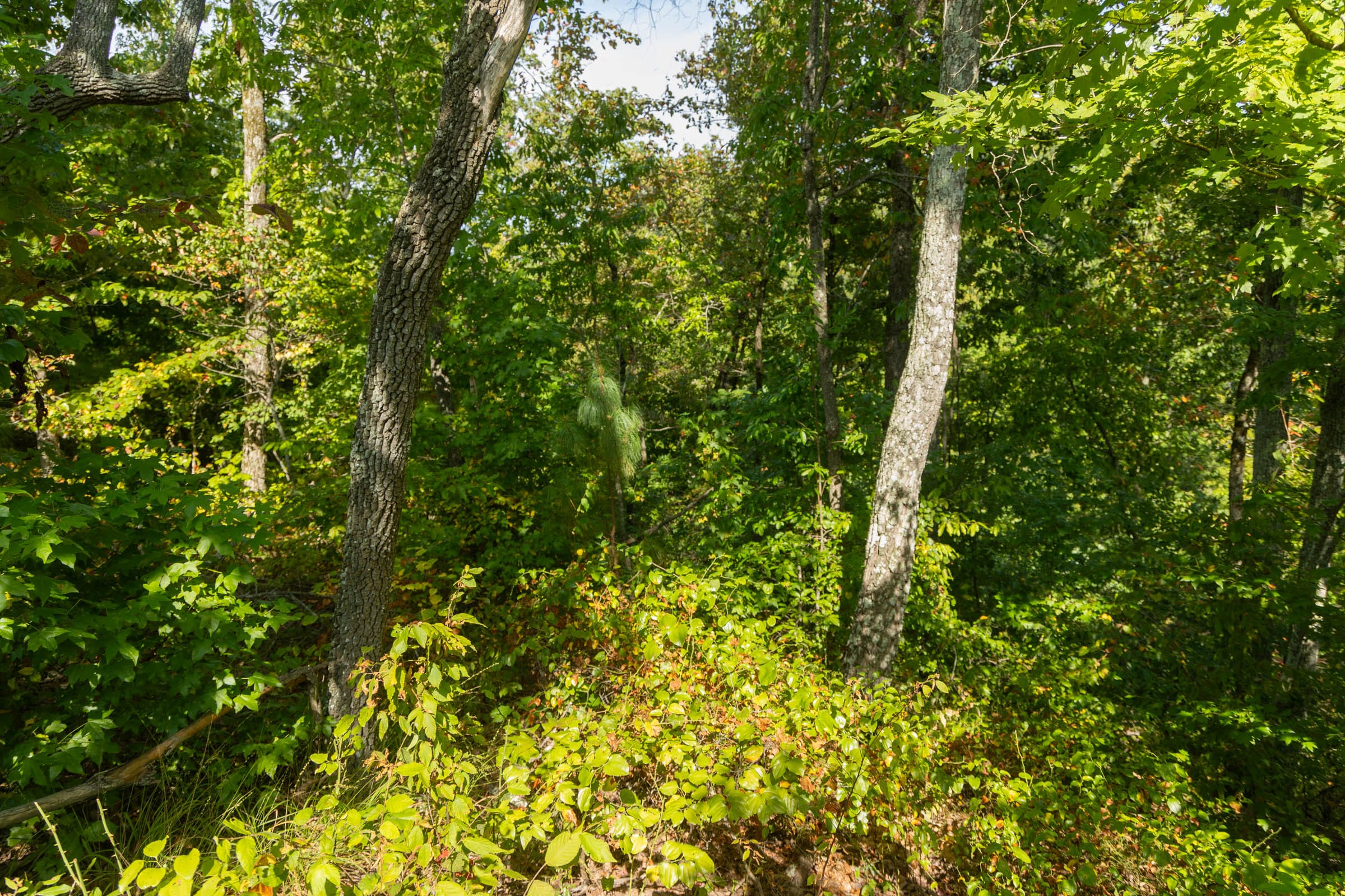 Big White Oak Tract 43 photo 3