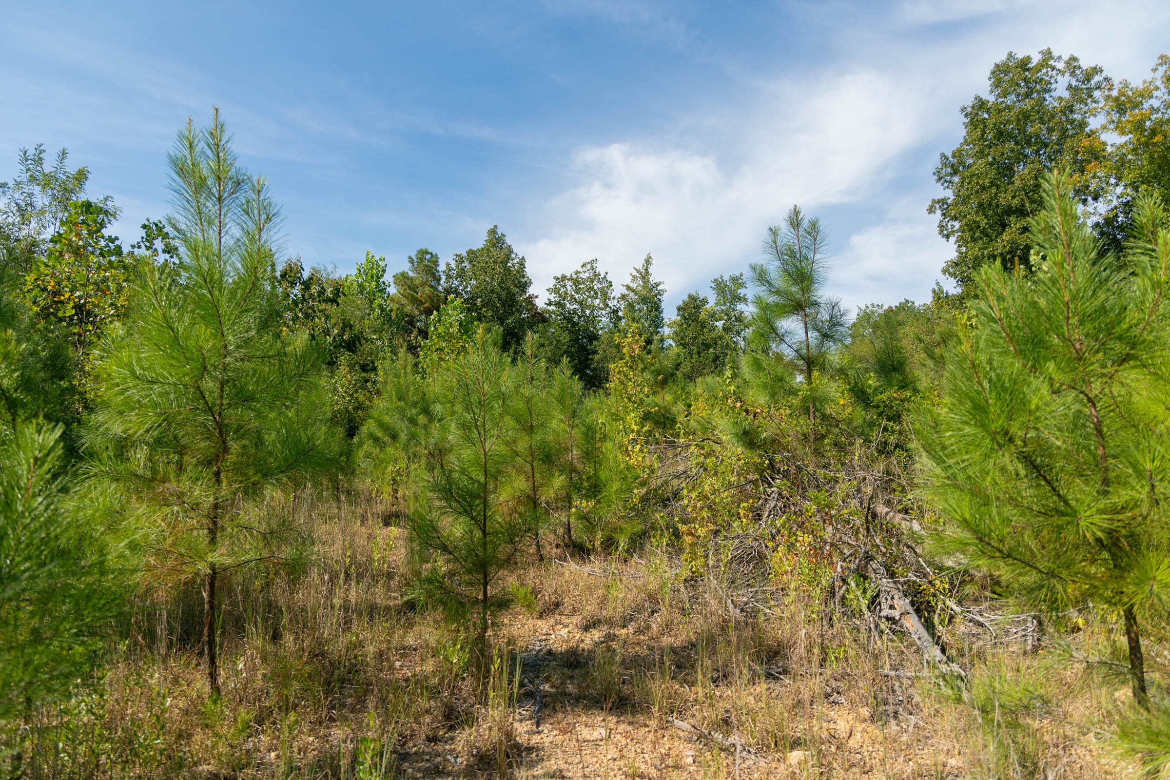 Big White Oak Tract 43 photo 6