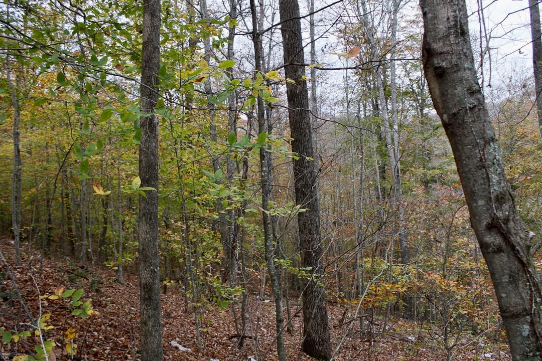 Autumn Ridge Tract 20 photo 1