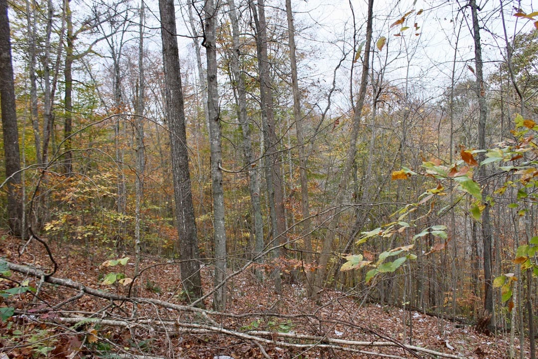 Autumn Ridge Tract 20 photo 4