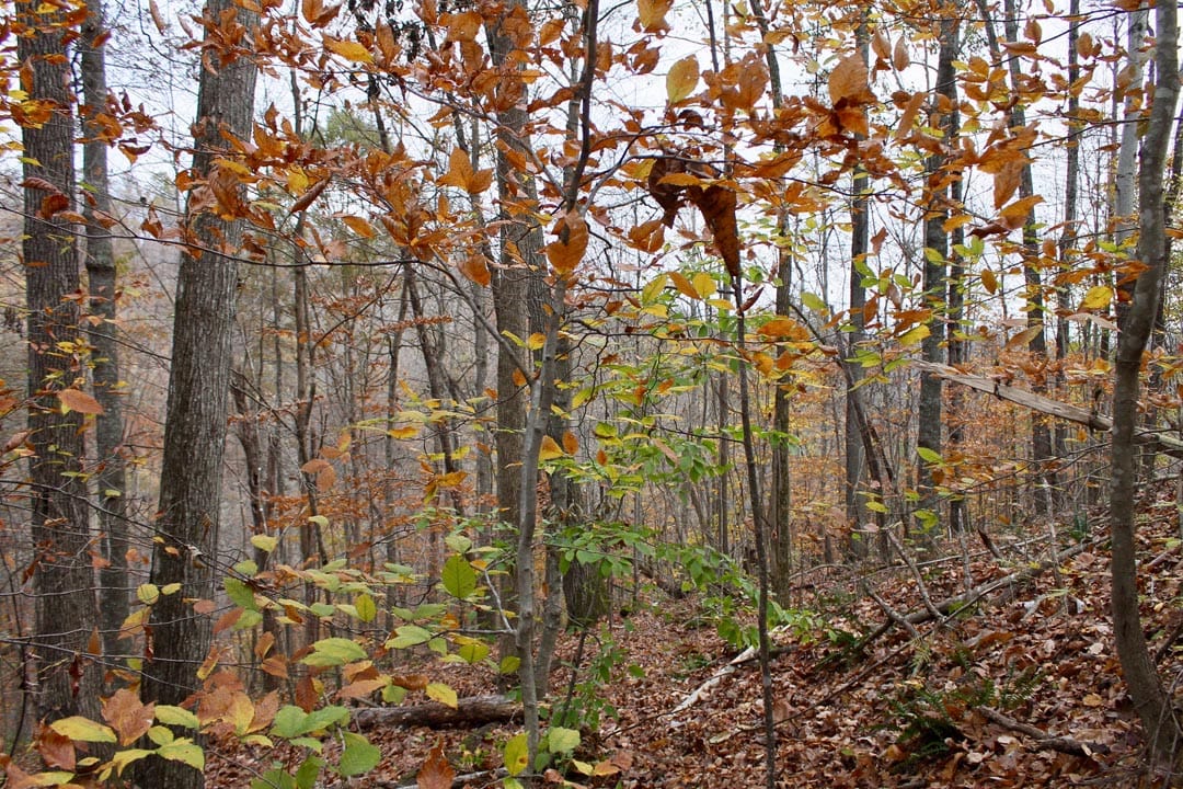 Autumn Ridge Tract 20 photo 5
