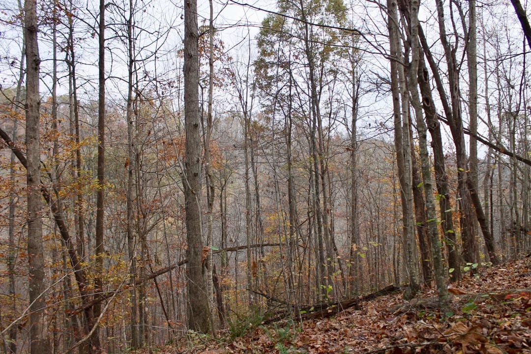 Autumn Ridge Tract 20 photo 6
