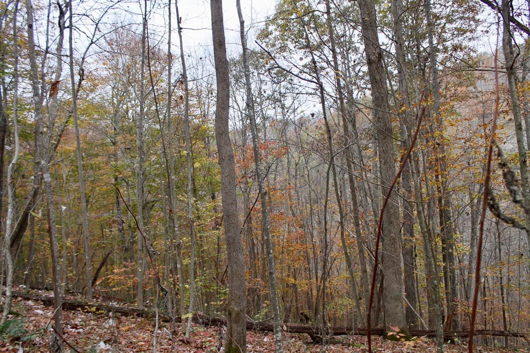 Autumn Ridge Tract 20 photo 7