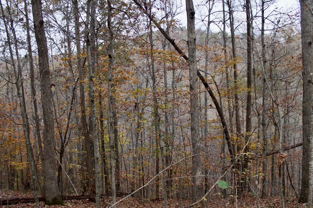 Autumn Ridge Tract 20 photo 8