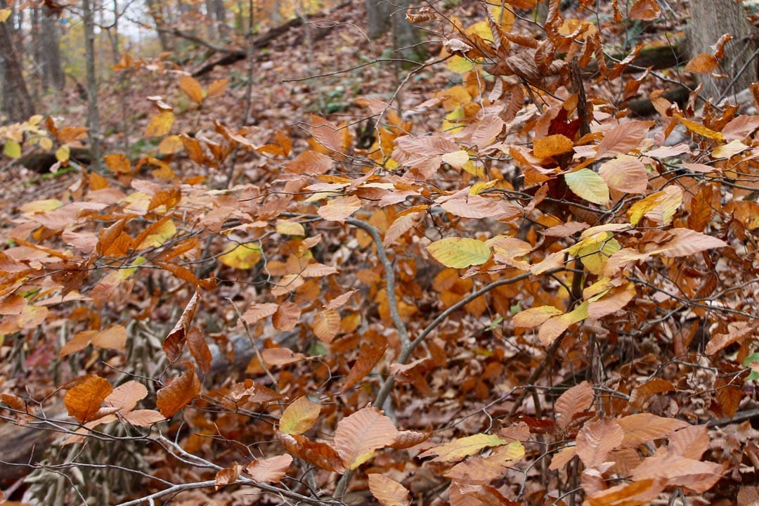 Autumn Ridge Tract 20 photo 9