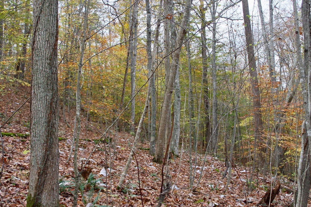 Autumn Ridge Tract 20 photo 10