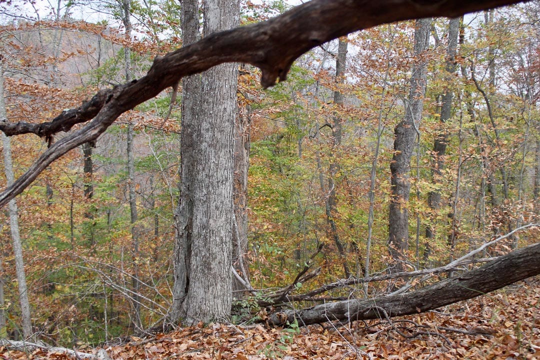 Autumn Ridge Tract 20 photo 12