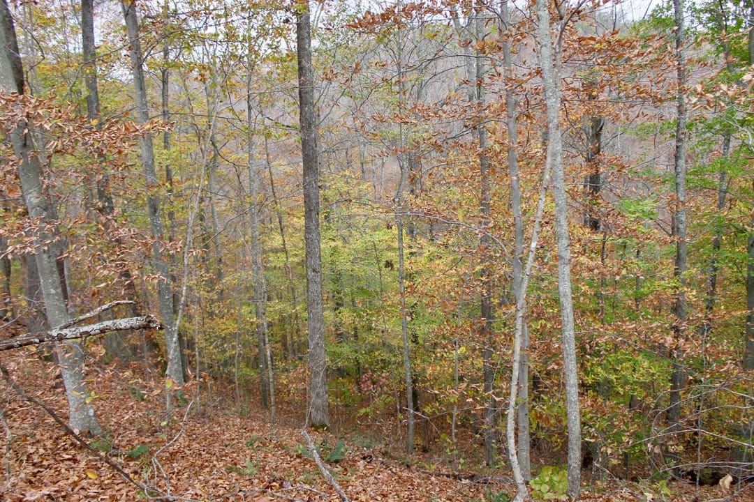 Autumn Ridge Tract 20 photo 13