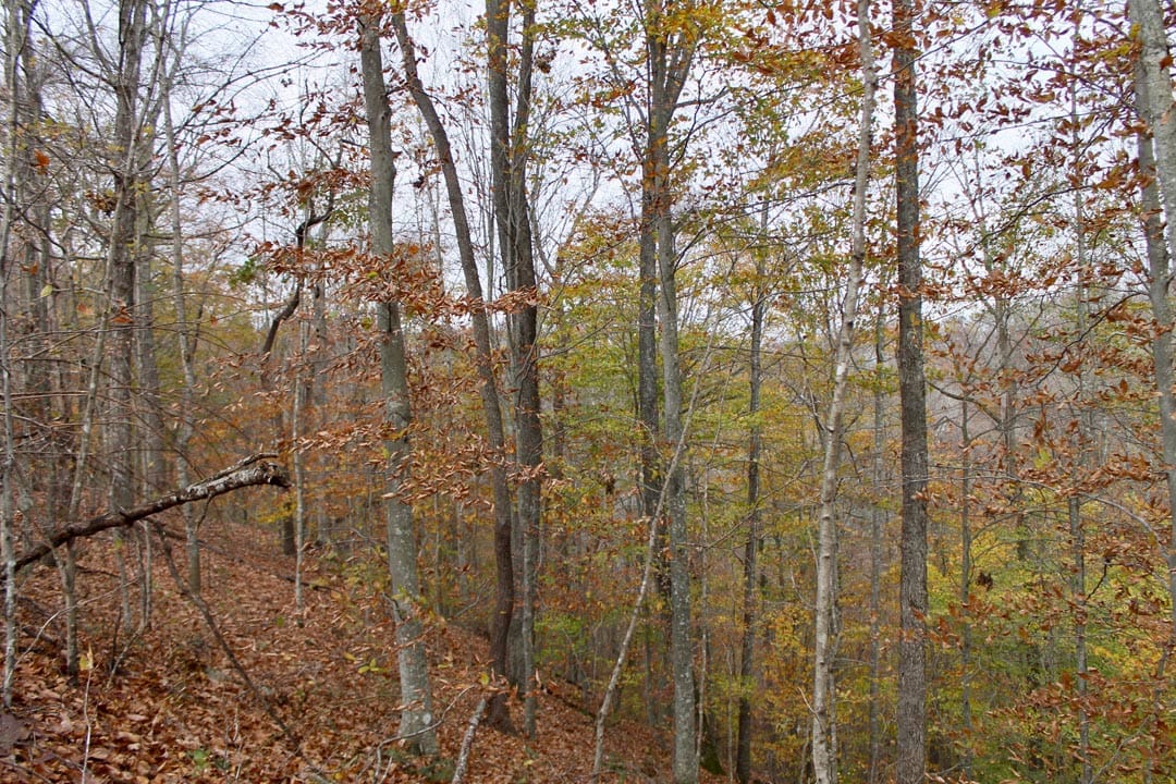 Autumn Ridge Tract 20 photo 14